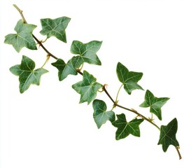 A sinuous ivy branch with green leaves