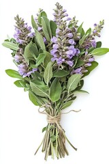 Fototapeta premium Flowering Sage Bunch Tied with Kitchen String, Fresh Herb with Mauve Flowers