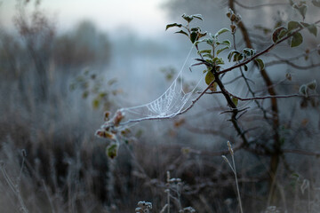 Halloween atmosphere/ Spider Web