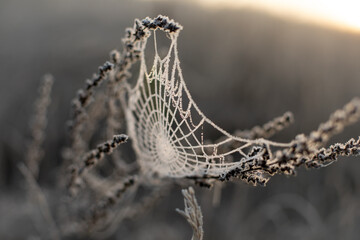 Halloween atmosphere/ Spider Web