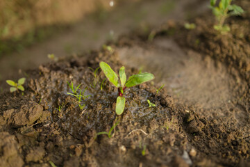 Close up of a small beet seedling growing in moist soil in a greenhouse. High quality photo