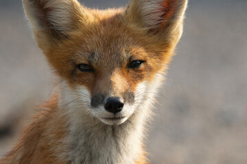 Red fox vulpes portrait looking right at the camera