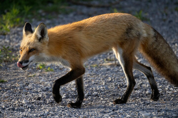 Fototapeta premium Red fox licking its chops as it walks