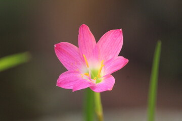 Fototapeta premium The beautiful peacock walking in the park