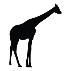 Giraffe silhouette. Giraffe black icon on white background. Perfect for Logo, Design, and More.