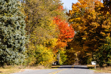 autumn landscape with trees