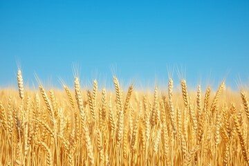 Golden wheat field waving against bright blue sky, copy space, background concept 