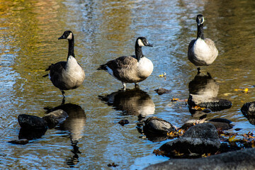 canadian geese reflected in water