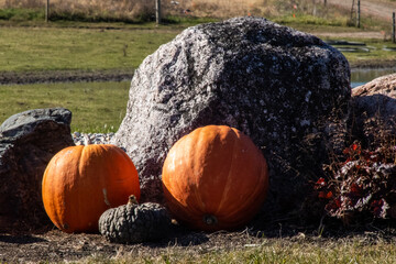 pumpkins on the ground