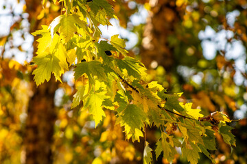 autumn leaves
