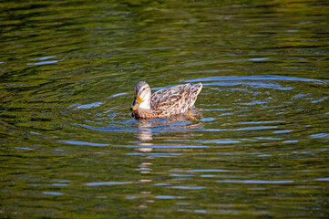 Eine weibliche Stockente schwimmt auf dem Wasser und hinterlässt eine Spur