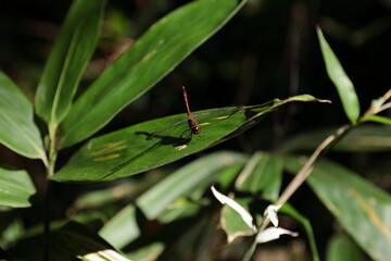 尾を立ててササの葉に止まる赤とんぼ