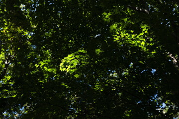 木漏れ日で輝く、まだ緑濃い9月初旬のモミジの葉