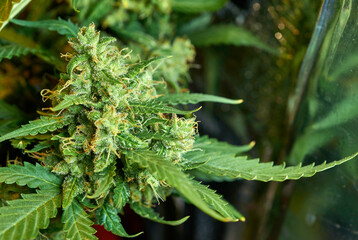 Close up of cannabis plant, leaves, buds, trichomes