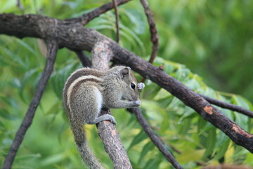 cute small squirrel eats on a brown branch of the green tree