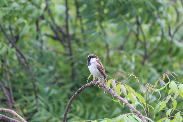 small sparrow on a branch of green tree at the time of raining