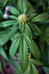 Close up of cannabis plant, leaves, buds, trichomes