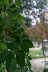 Close-up of vibrant green ivy leaves climbing a fence in a garden with a blurred natural background. Concept of nature, plant growth, and serene outdoor atmosphere. High quality photo