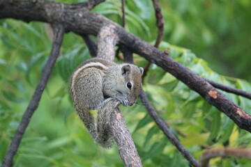 cute small squirrel on a brown branch of the green tree