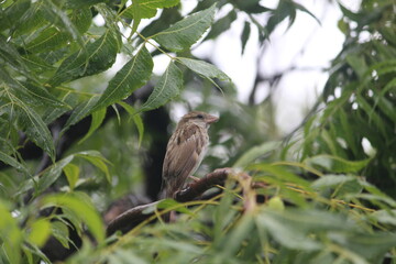 small sparrow on a branch of green tree at the time of raining
