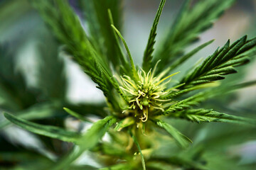 Close up of cannabis plant, leaves, buds, trichomes