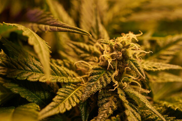 Close up of cannabis plant, leaves, buds, trichomes