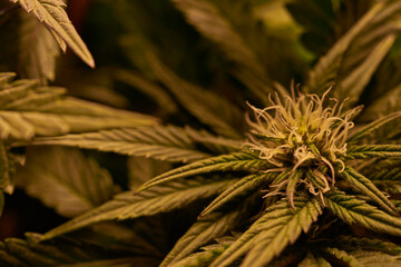 Close up of cannabis plant, leaves, buds, trichomes