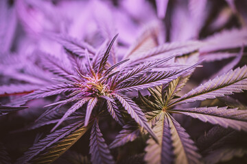 Close up of cannabis plant, leaves, buds, trichomes