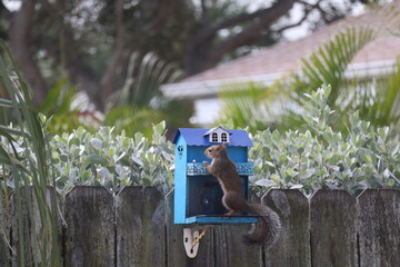 Mischievous Backyard Squirrel  