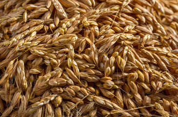Barley seeds and grains