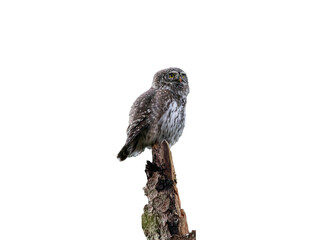 Close-Up Shot of a Eurasian Pygmy Owl