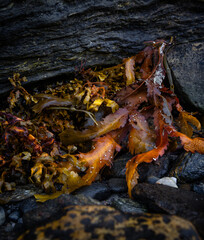 A beautiful autumn landscape at the coast of fjord in Northern Norway. Seasonal sea scenery of Scandinavia.