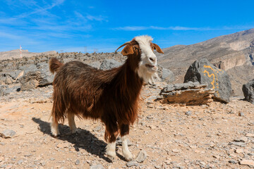 A goat stands gracefully on rocky terrain in the stunning nature of Oman beneath a bright azure sky