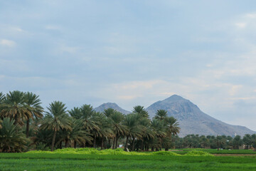 Fototapeta premium Lush green landscape with palm trees and mountains under an overcast sky in Oman during early morning hours