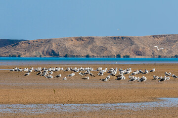 Stunning coastal landscape of Oman showcasing flocks of birds resting on the shoreline during a bright sunny day