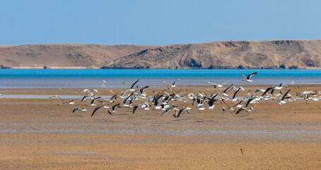 Flocks of birds take flight over the serene coastal landscape of Oman during a clear day