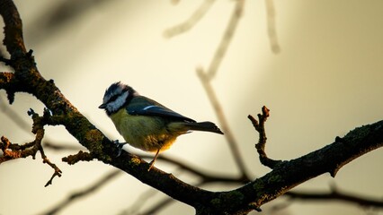 Blue tit bird perched on a mossy branch with a soft, blurred background