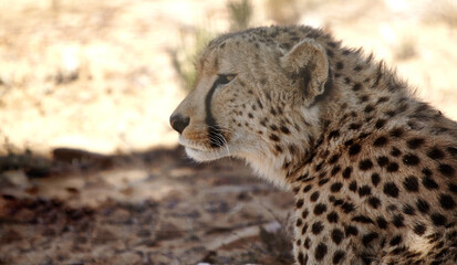 Nature, animal and cheetah in grass on safari for environment, conservation and wildlife in savannah. Africa, natural background and big cat predator for tourism, adventure or travel in national park