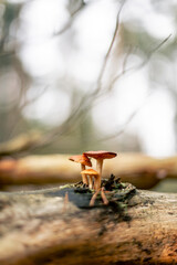 Pilze im Wald
