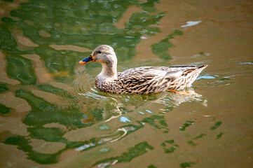 Ente auf dem Wasser