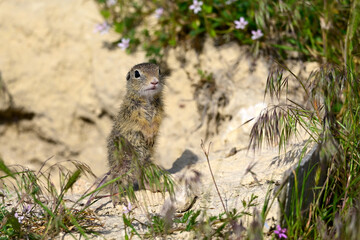 Europäischer Ziesel - Jungtier // European ground squirrel - juvenile (Spermophilus citellus) - Donaudelta, Rumänien