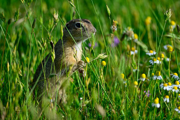 Europäischer Ziesel // European ground squirrel (Spermophilus citellus) - Donaudelta, Rumänien