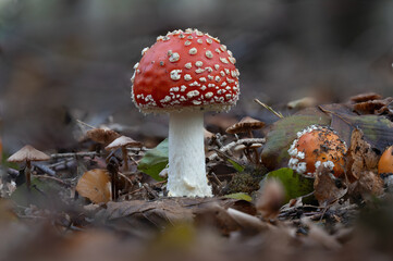  Fliegenpilze Herbst Makro Fotografie