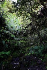 Scenic view of Caldeira Verde hiking trail in Madeira, Portugal