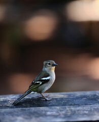 Close-up of a bird perched on a wooden surface at Caldeira Verde hiking trail in Madeira Portugal
