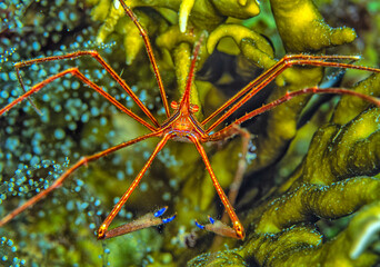 Stenorhynchus seticornis, yellowline arrow crab