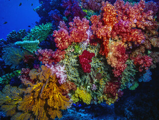 Alcyonacea, or soft corals,