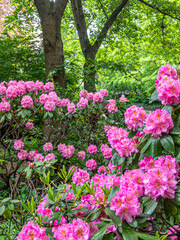 Obraz premium Rhododendron arboreum,flower in spring