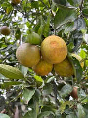 Gajo de Naranjas en la rama muy natural herosas