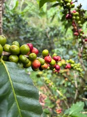 Rama de café con frutos verdes, maduros y pintones